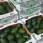 Alerta de seguridad de EU frena nuevamente envíos de aguacate michoacano